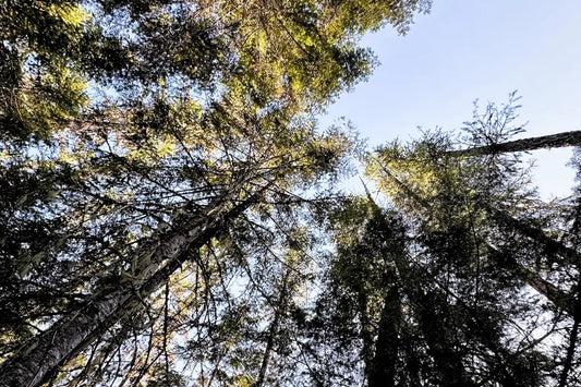 The Top 5 Reasons to Choose a Secluded Location for Your Log Cabin